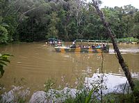 Armyducks2 Rainforestation Cairns.JPG
