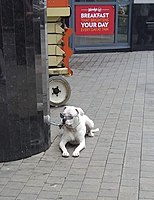 Dog wearing sunglasses.jpg