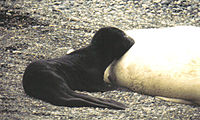 Mirounga leonina-breast feeding.jpg