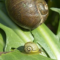 Cantareus apertus juv.jpg