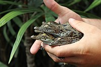 Bébés crocos 2012.JPG