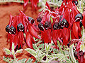 Sturts desert pea02.jpg