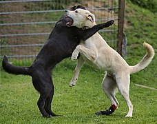 Dogs-friendly-wrestling.jpg