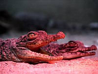 Darica Crocodile 06625.jpg