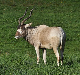An Addax (Addax nasomaculatus) at the Greater Vancouver Zoo.