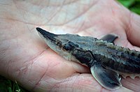 Juvenile Lake Sturgeon (15236080310).jpg
