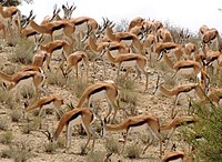 Kgalagadi Springbok.JPG