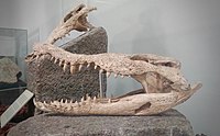 Mandíbula de caimán.jpg