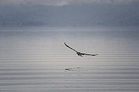 Lake-Ihema-Bird-Flying.jpg