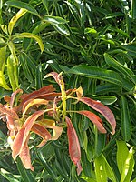 Coloured leaf.jpg