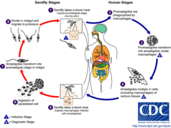 Leishmania LifeCycle.gif