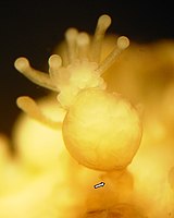 Candelabrum cocksii f.JPG