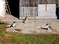 Katzen gegenüber 178.jpg