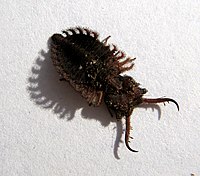 Suhpalacsa larva.jpg