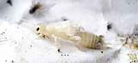 Instar earwig.jpg