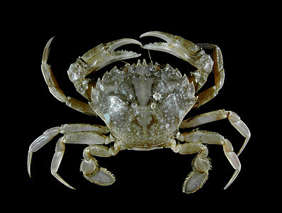 Liocarcinus vernalis 2.jpg