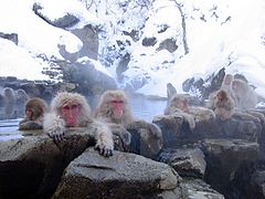 Jigokudani hotspring in Nagano Japan 001.jpg