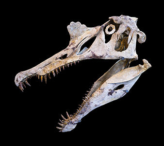 Skull of Spinosaurus aegyptiacus