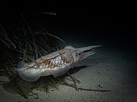Cuttlefish at night.jpg