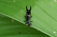Dermaptera (Earwig) 06314.jpg