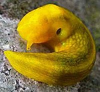 Rad zluteho slimaka.JPG