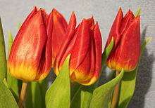 Tulpen.jpg