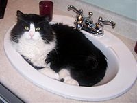 Bonkers the Norwegian Forest Cat, in the bathroom sink.jpg