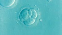 Human Embryo.png