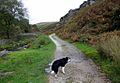 Hebden North Yorkshire collie in Hebden Gill.jpg