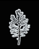 MDR Dusty Miller.jpg