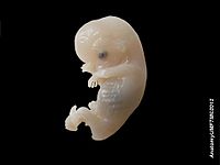 Human embryo.jpg