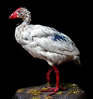 Liverpool white swamphen.jpg