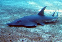 Rhynchobatus djiddensis durban.jpg