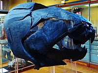 Dunkleosteus terrelli 343.JPG