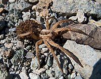 Паук-волк - Wolf spider (37530392011).jpg