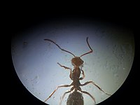 Formicine ventral.jpg