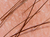 Human hand's hair.png
