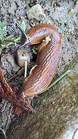 Large red slug.jpg