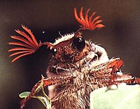 Melolontha melolontha.jpg