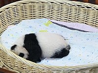 Panda (187264519).jpeg