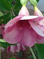 Beautiful flower 5.jpg