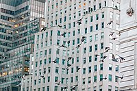 Birds in front of buildings (Unsplash).jpg