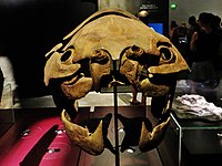 Dunkleosteus marsaisi 1.JPG