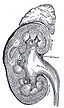 Kidney section.jpg