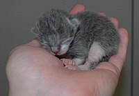 1dayoldkitten.JPG