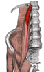 Musculus psoas minor.png