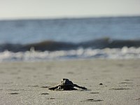 BIG ocean (7644494246).jpg