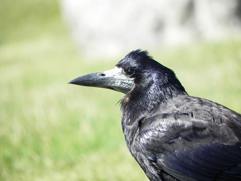 File:Crow at Stonehenge.jpg