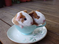 BlossomsBabiesDay2Sept25 008.jpg