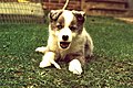 -1978-03-08 Blue merle border collie puppy, Trimingham, Norfolk.jpg